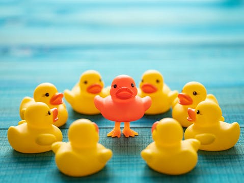 one orange duck surrounded by yellow ducks